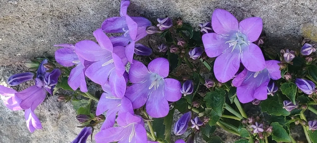 Campanula Portenschlagiana