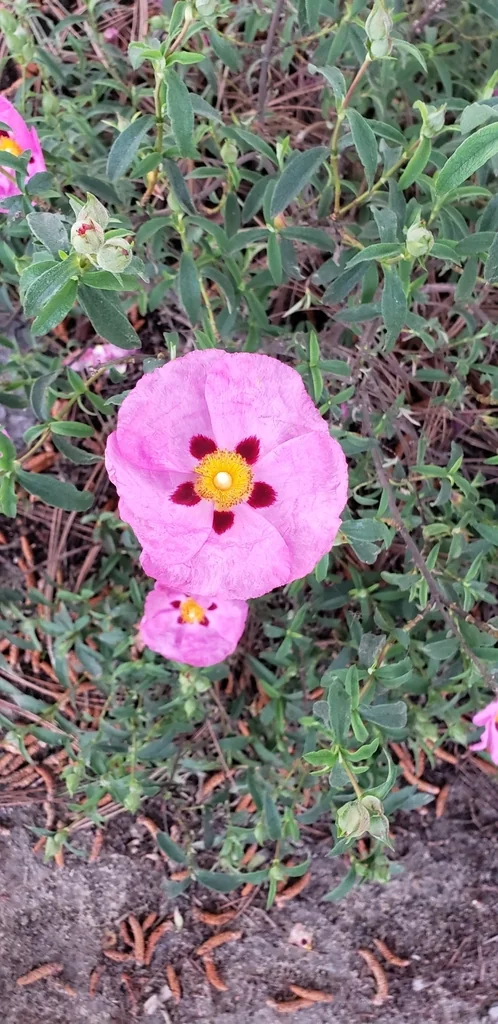 Cistus X Purpureus
