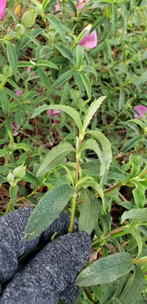 Cistus X Purpureus