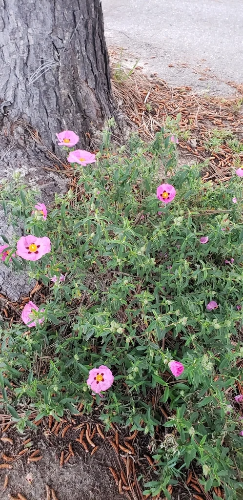 Cistus X Purpureus