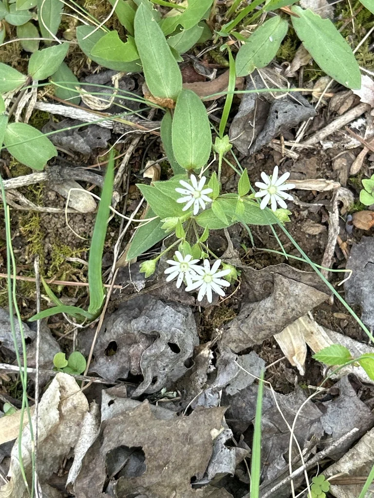 Stellaria Pubera