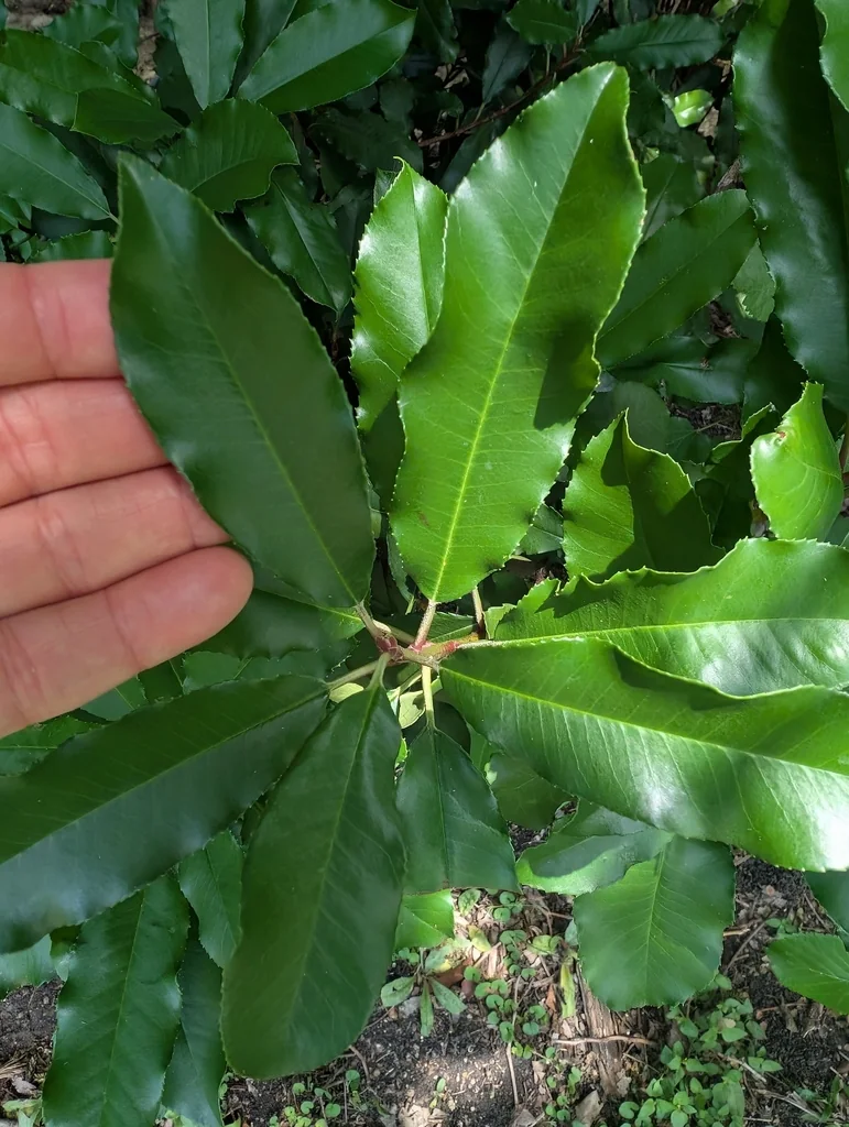 Photinia Serratifolia