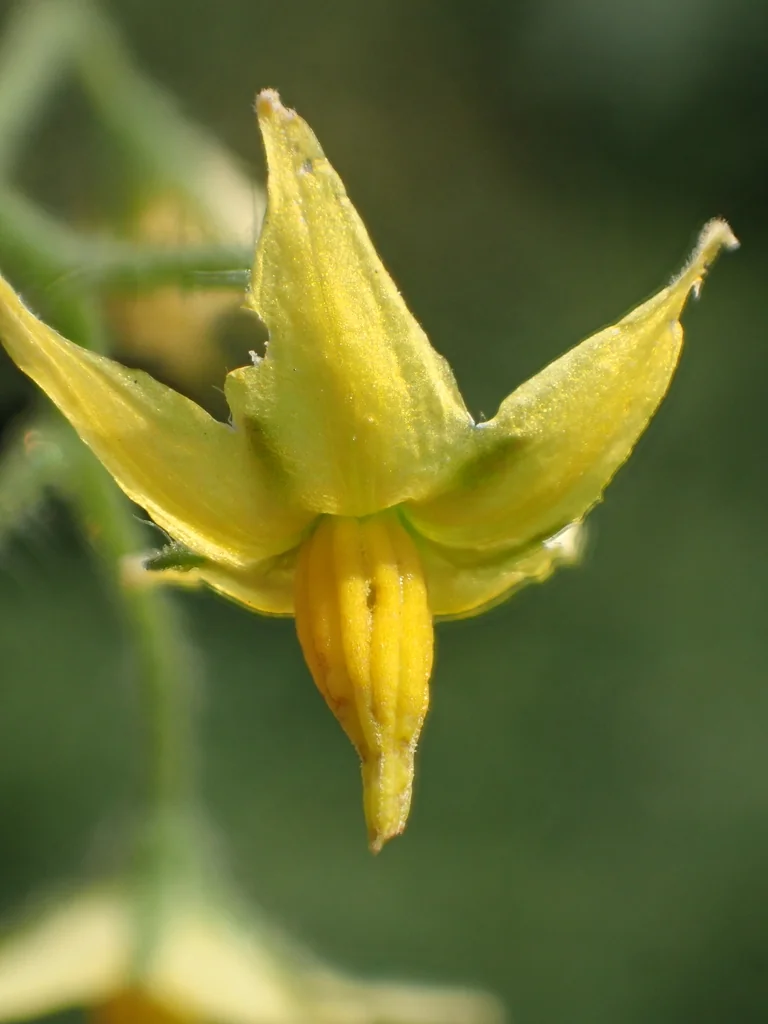 Solanum Lycopersicum Var. Cerasiforme