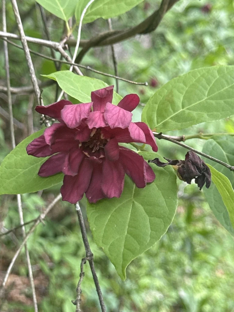 Calycanthus Floridus