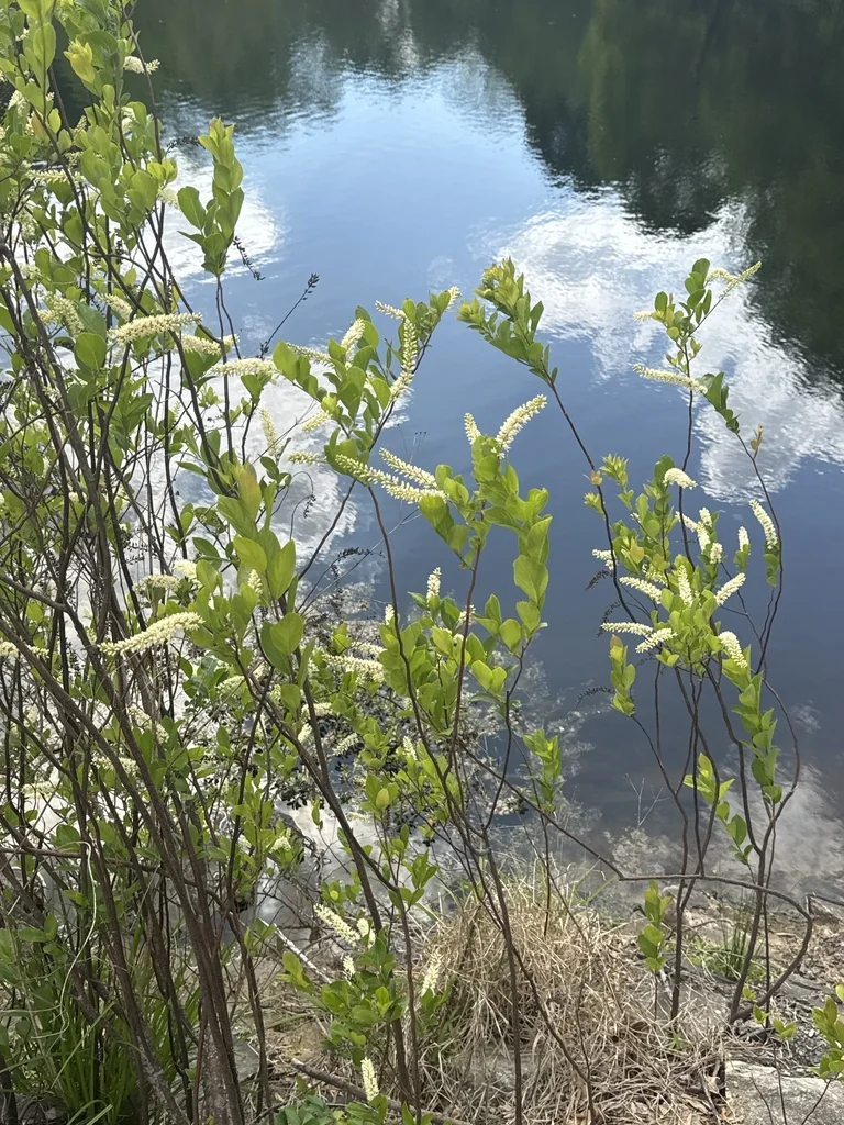 Itea virginica