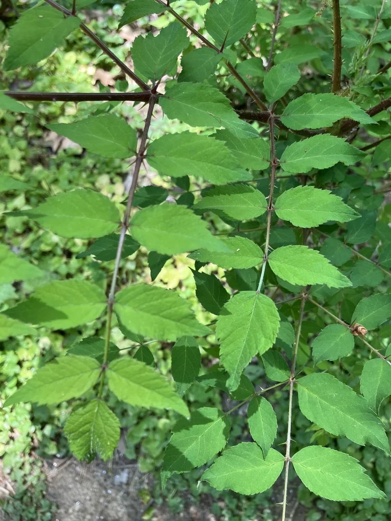 Aralia Elata