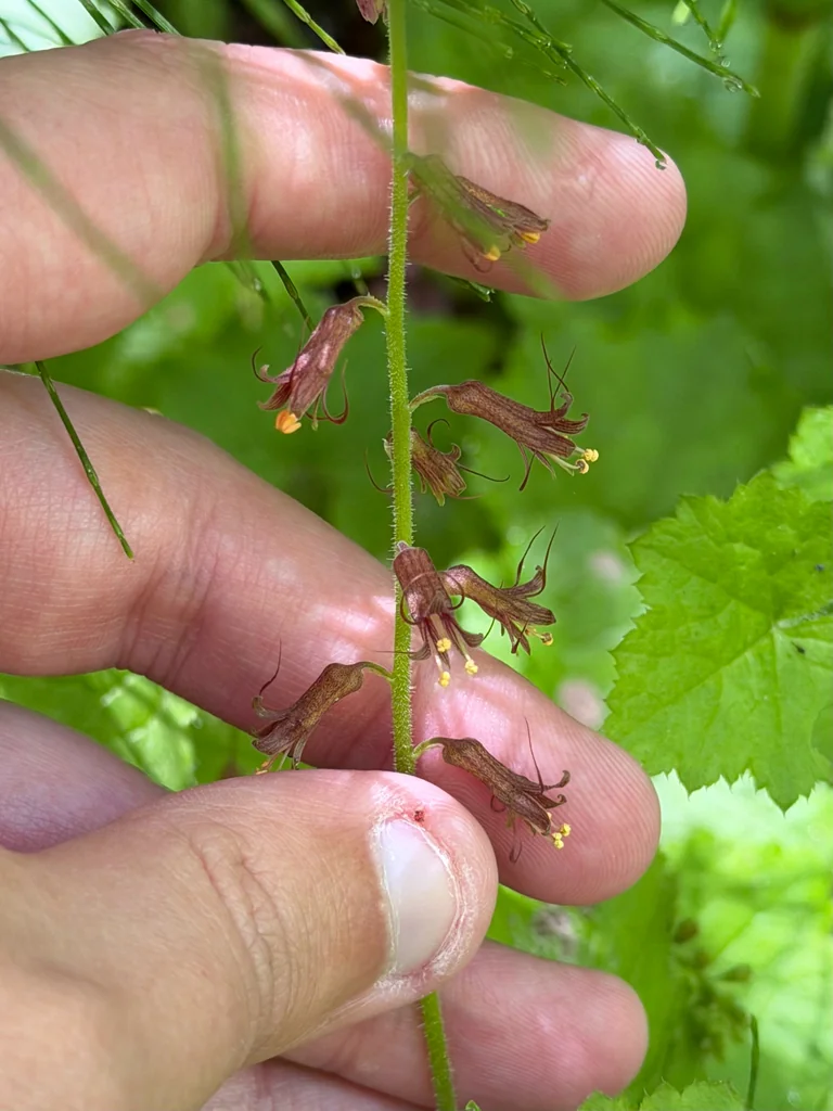Tolmiea Menziesii