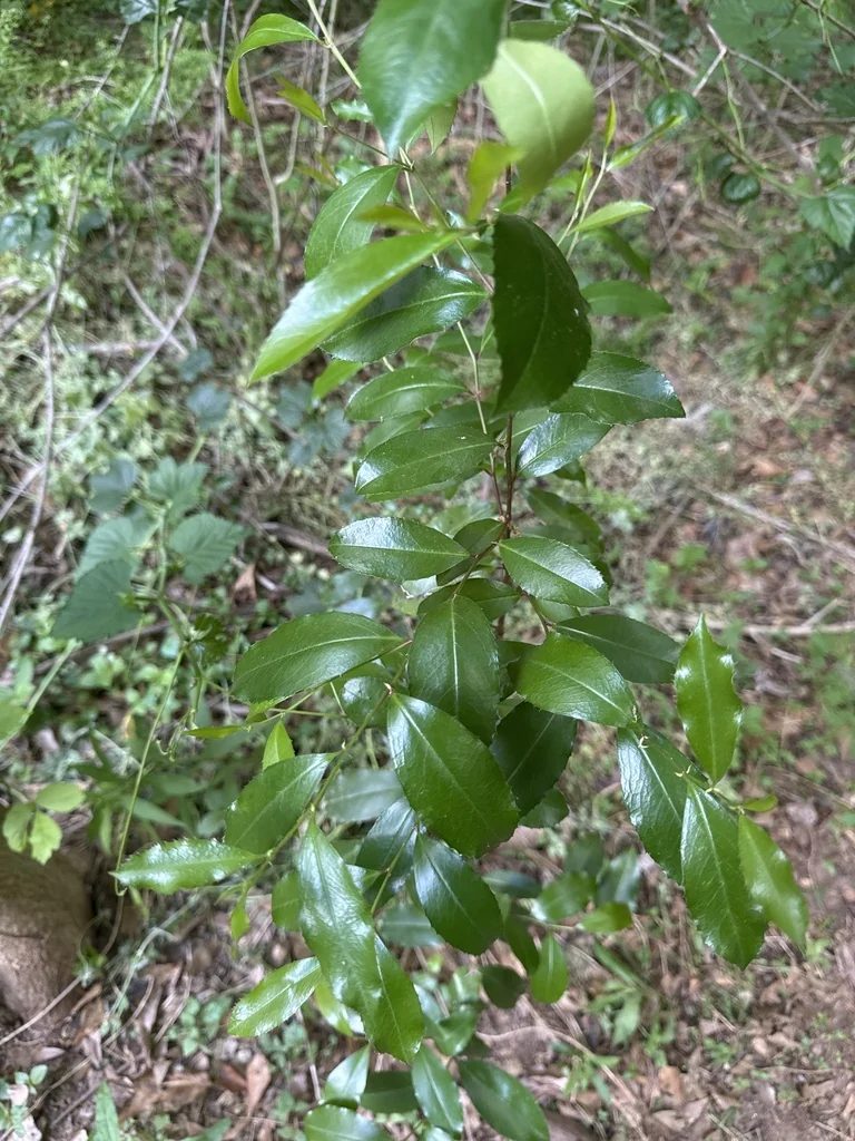 Prunus Caroliniana