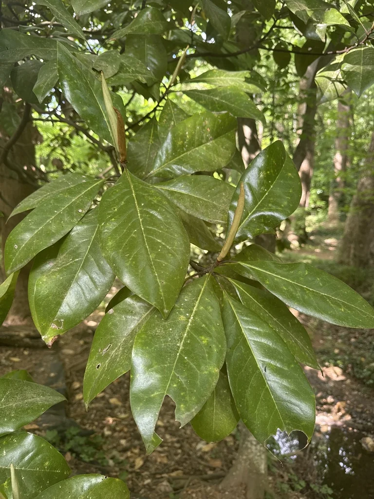 Magnolia Grandiflora