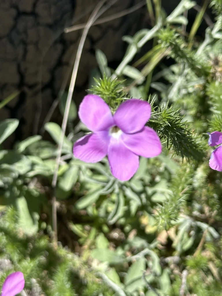 Linanthus Californicus