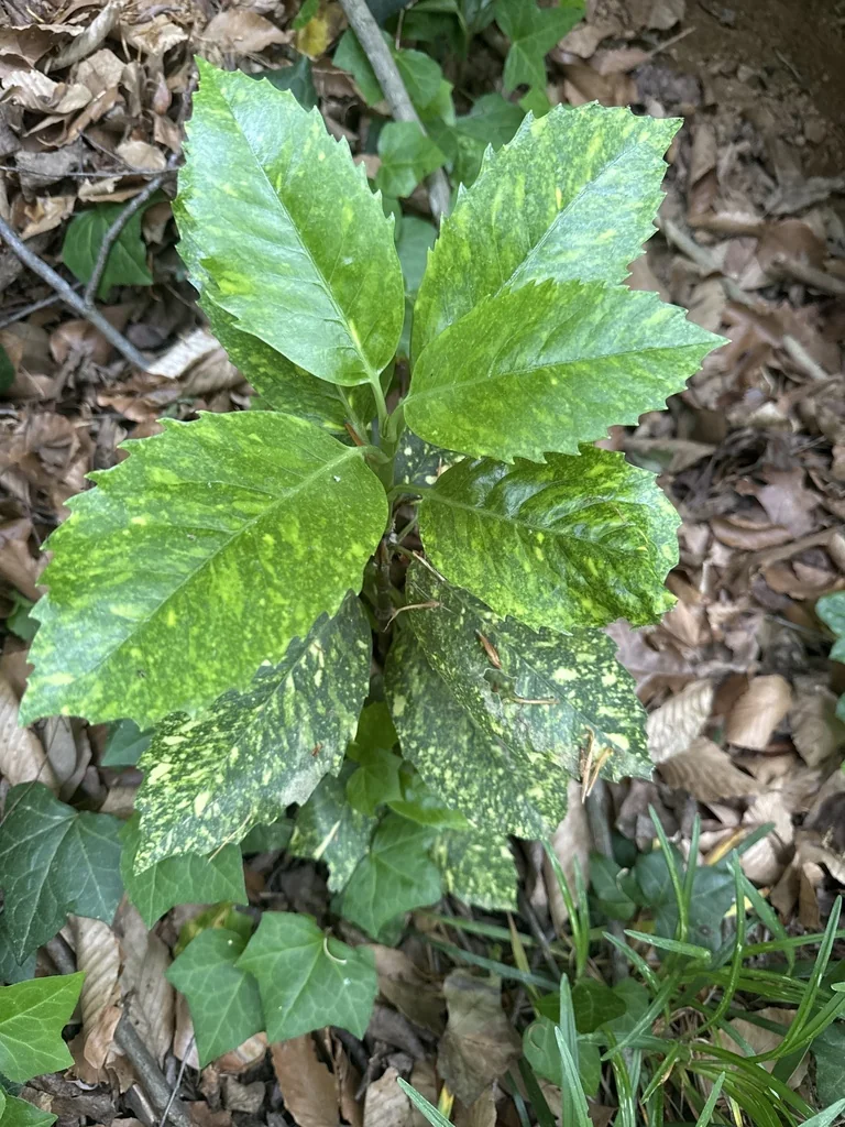 Aucuba Japonica