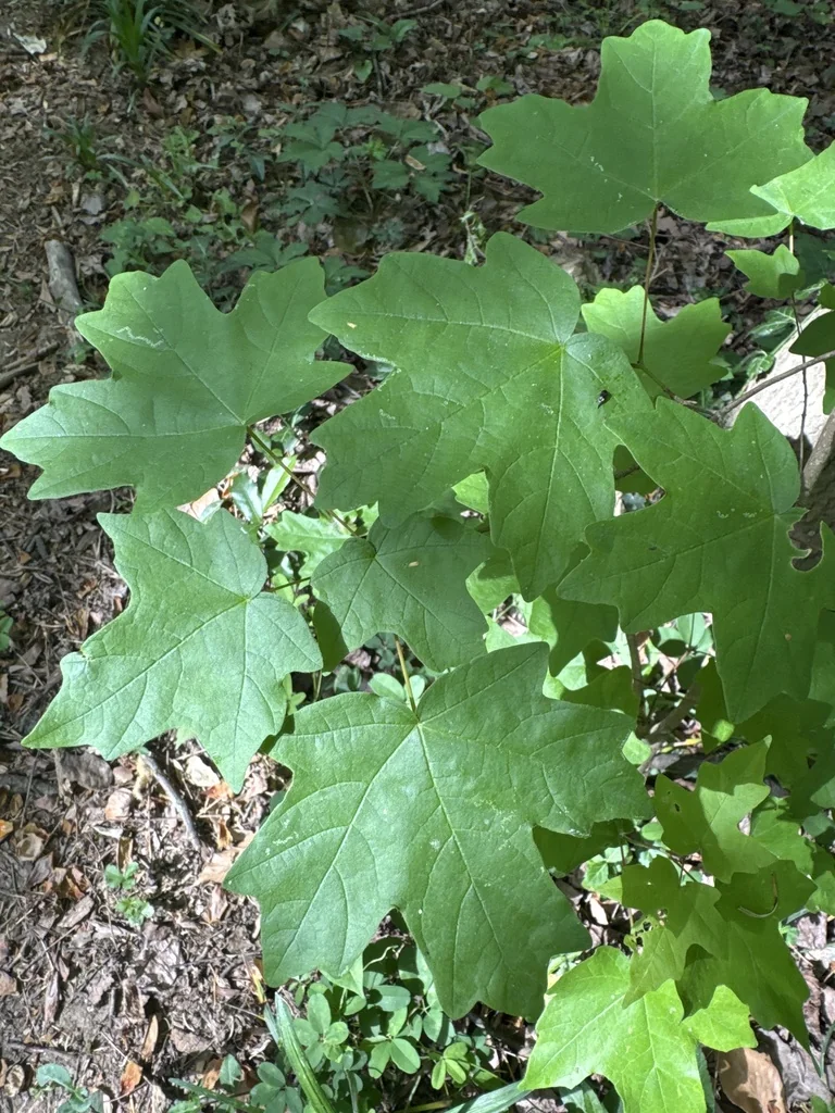 Acer Floridanum