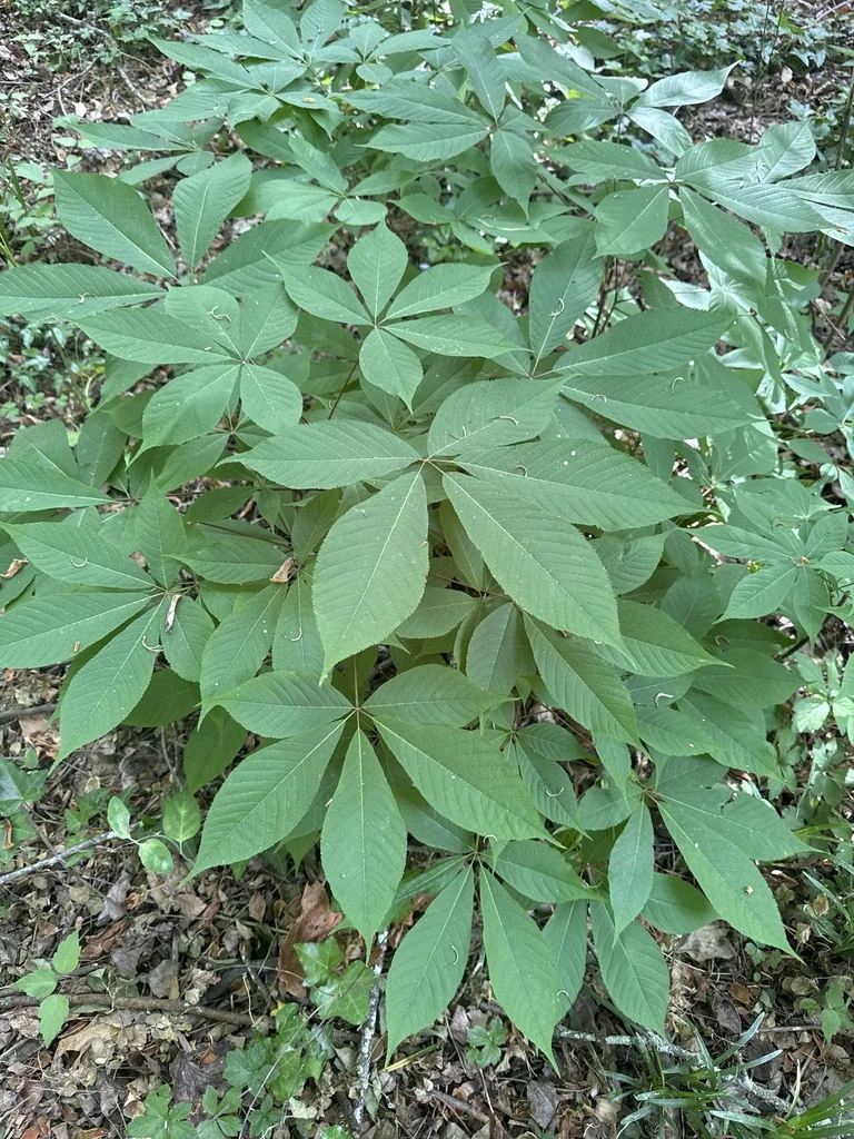 Aesculus Pavia