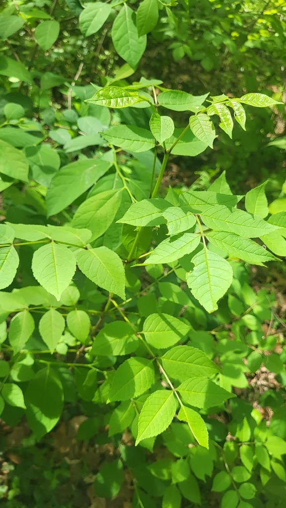 Fraxinus Quadrangulata