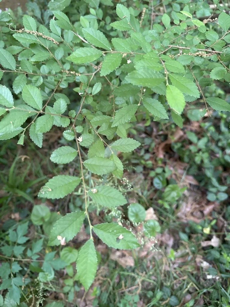 Ulmus Parvifolia