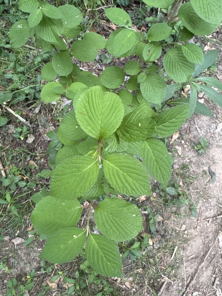 Viburnum Plicatum