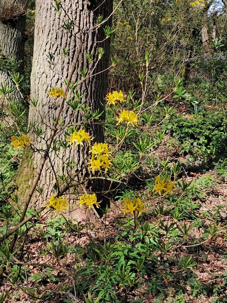 Rhododendron Luteum