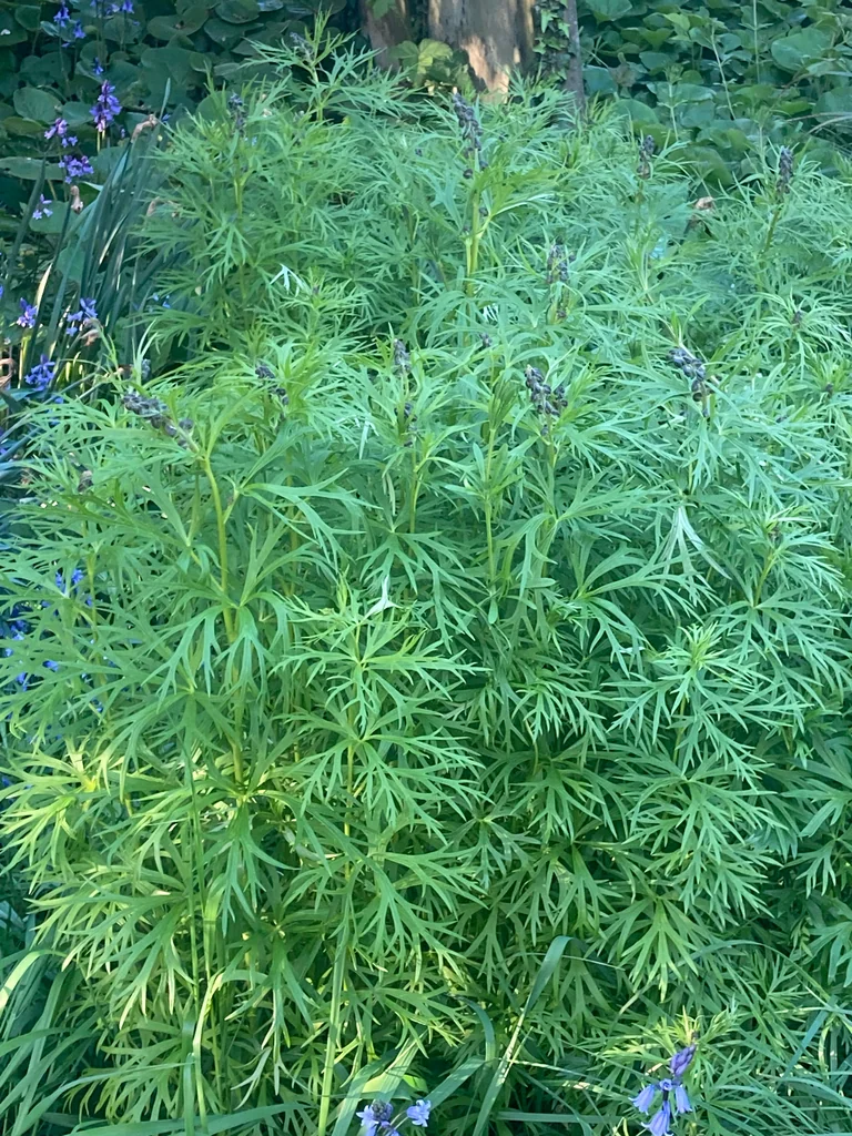 Aconitum Napellus