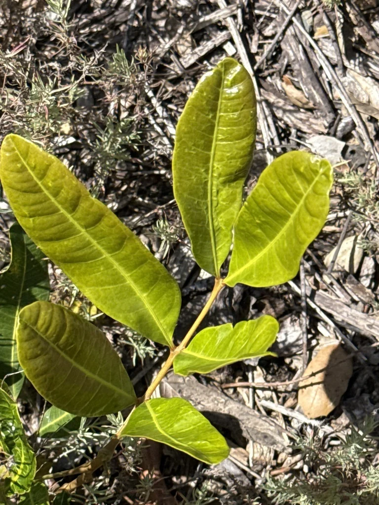Cupaniopsis Anacardioides