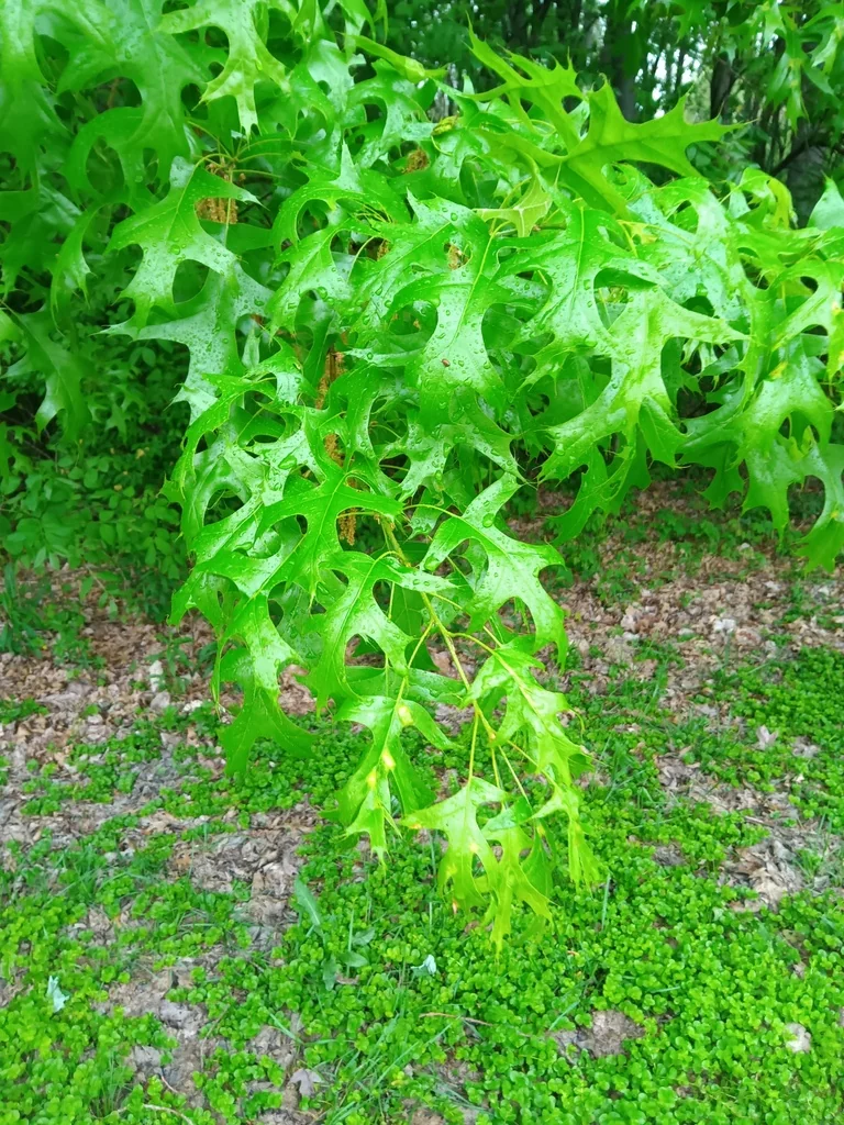 Quercus Palustris