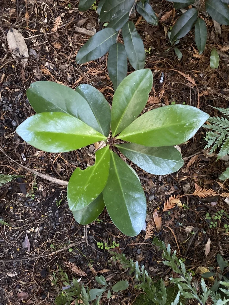 Corynocarpus Laevigatus