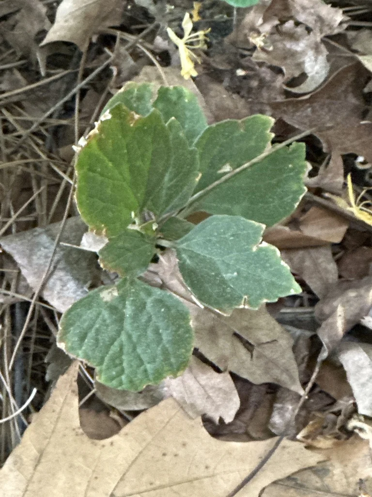 Pachysandra Procumbens