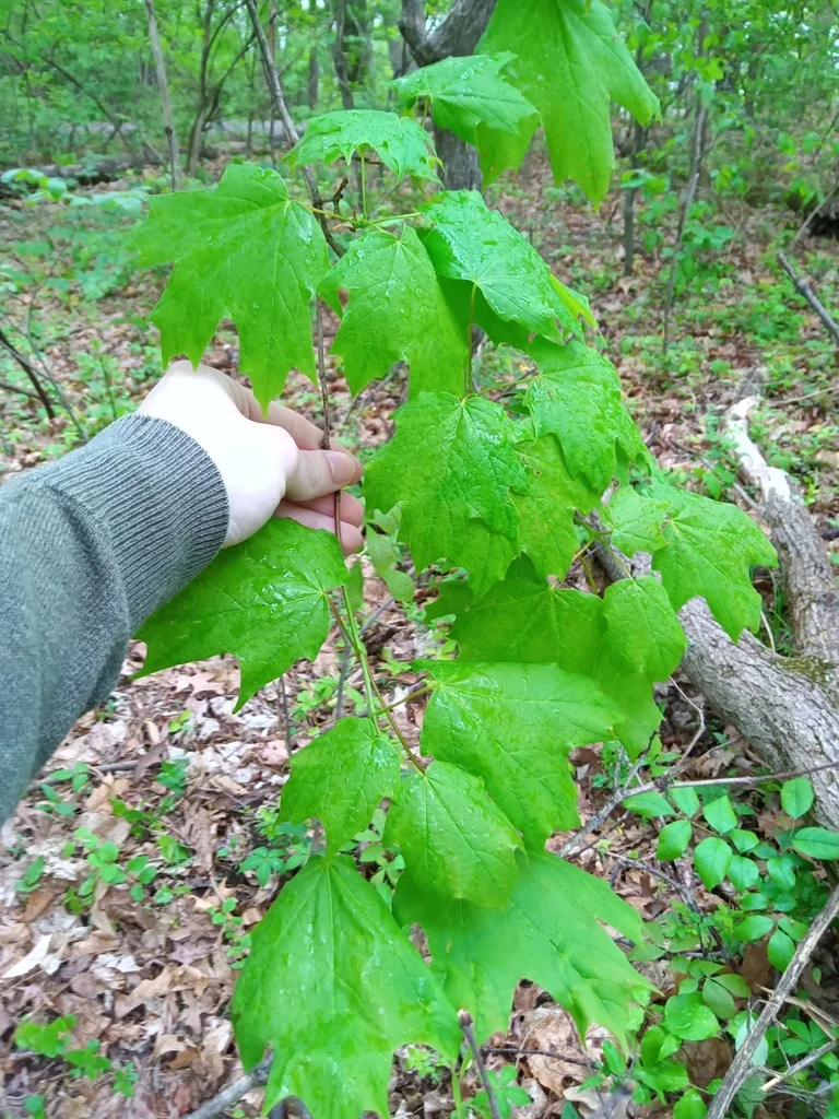 Acer Saccharum Subsp. Nigrum