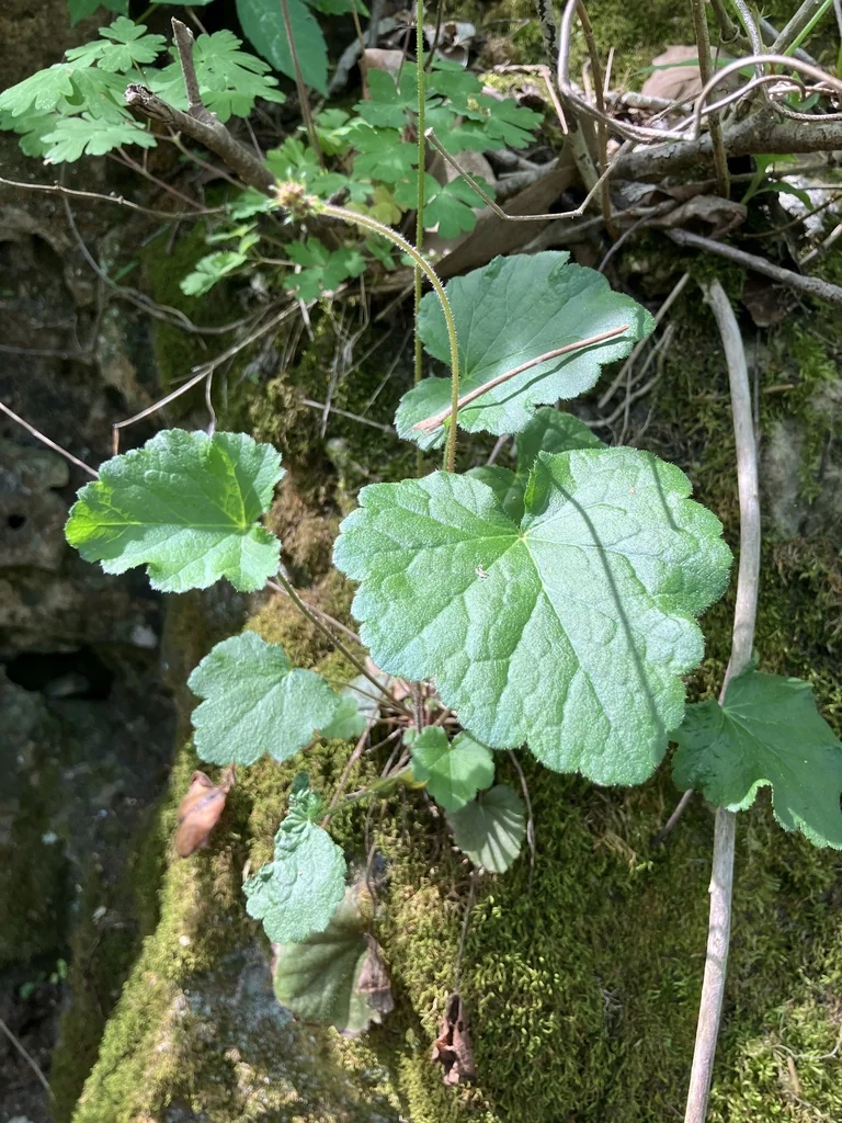 Heuchera Americana