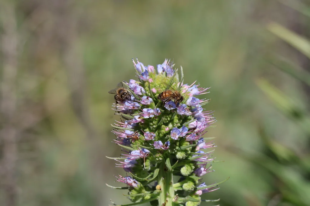 Echium Candicans