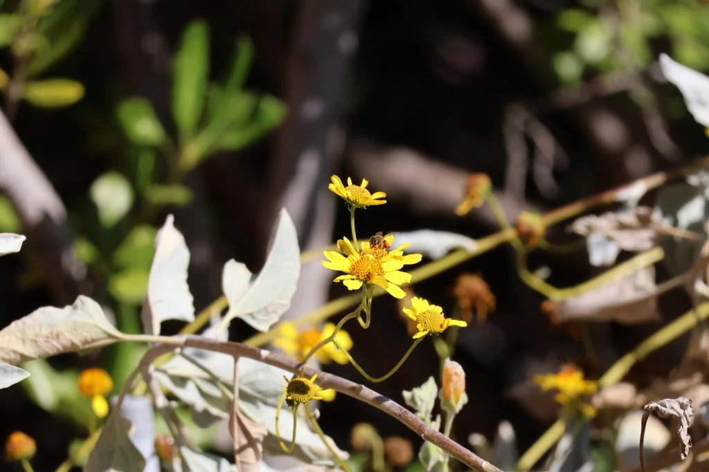 Encelia Farinosa