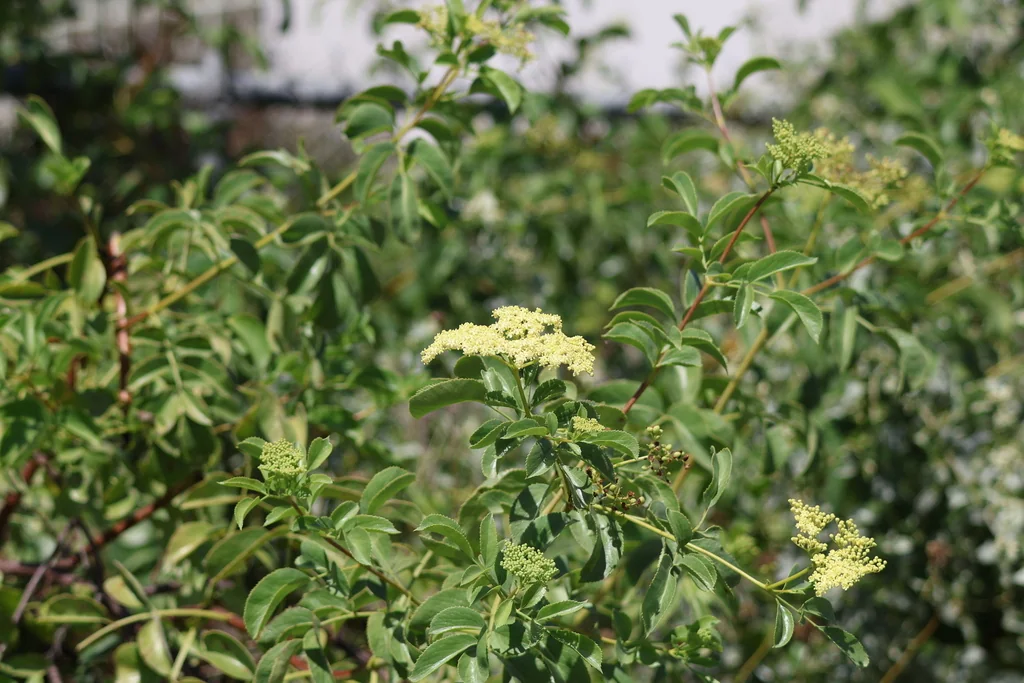 Sambucus Mexicana