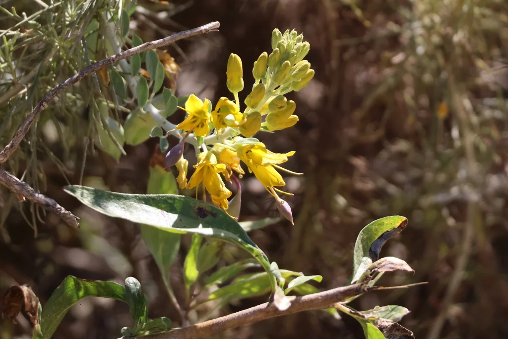 Isomeris Arborea
