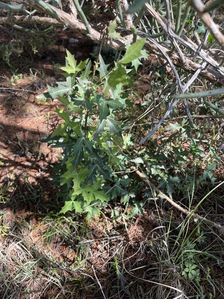 Berberis Trifoliolata