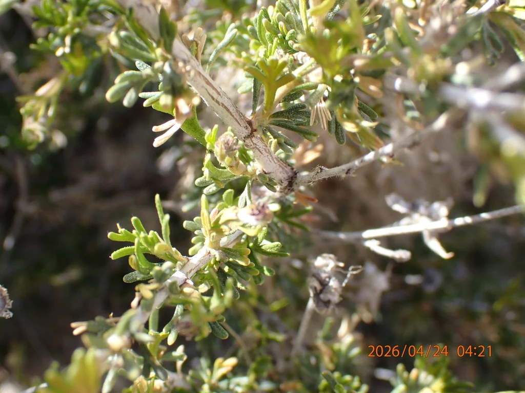 Fallugia Paradoxa