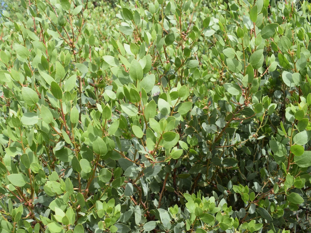 Arctostaphylos Glauca