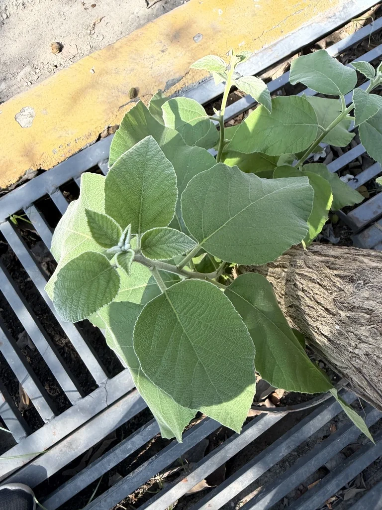 Cordia Boissieri