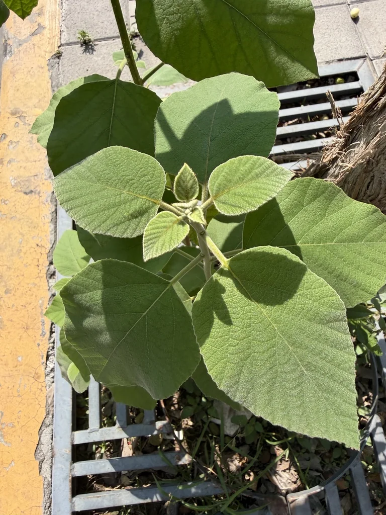 Cordia Boissieri