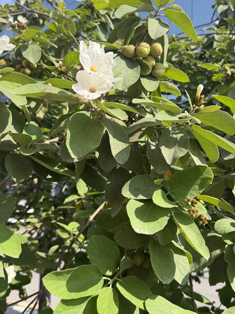 Cordia Boissieri