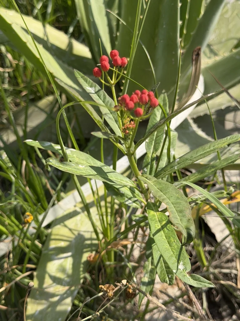 Asclepias Curassavica
