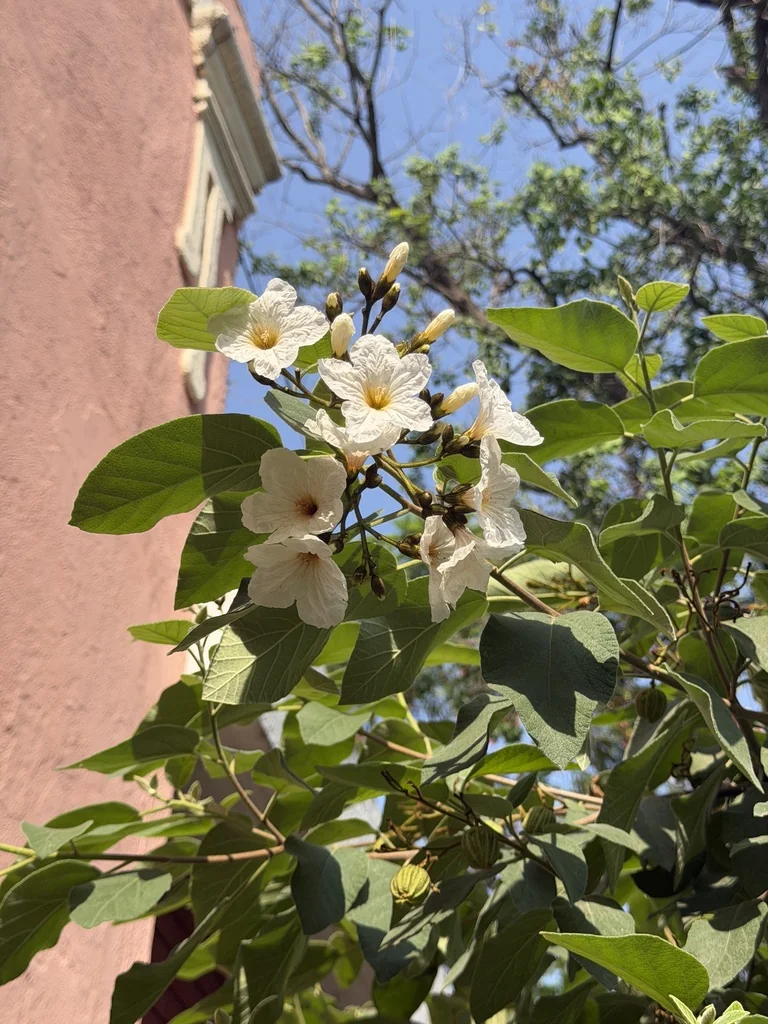 Cordia Boissieri