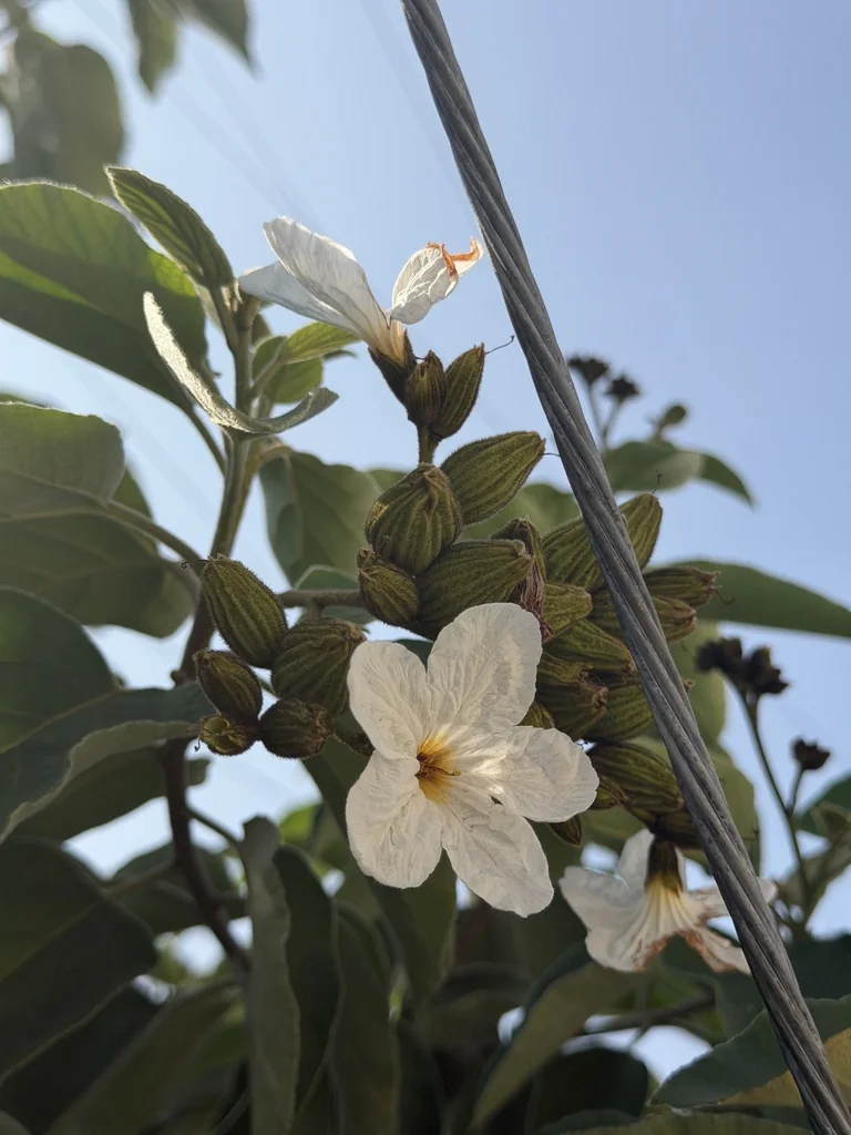 Cordia Boissieri