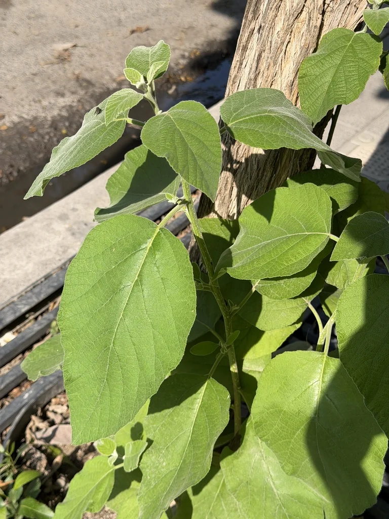 Cordia Boissieri