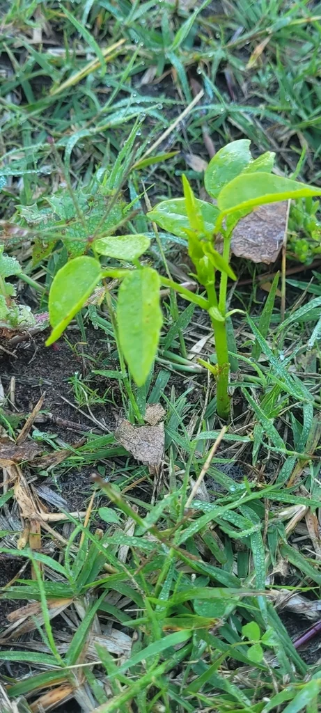 Erythrina Crista-Galli