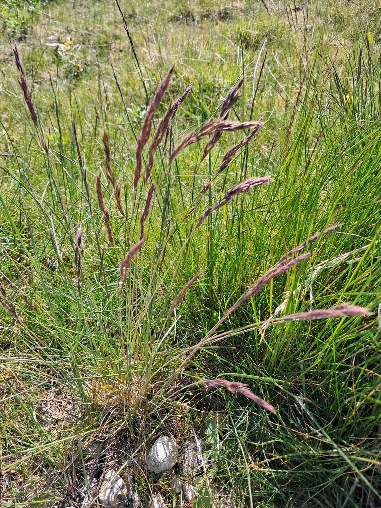 Festuca Rubra
