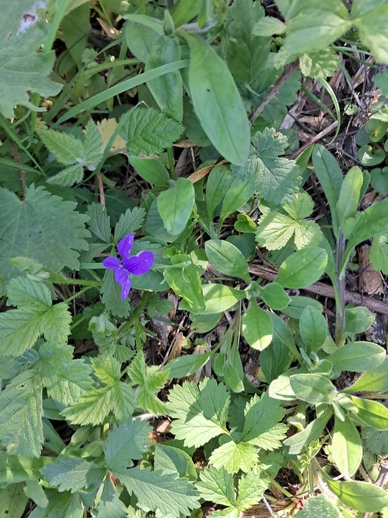 Viola Odorata