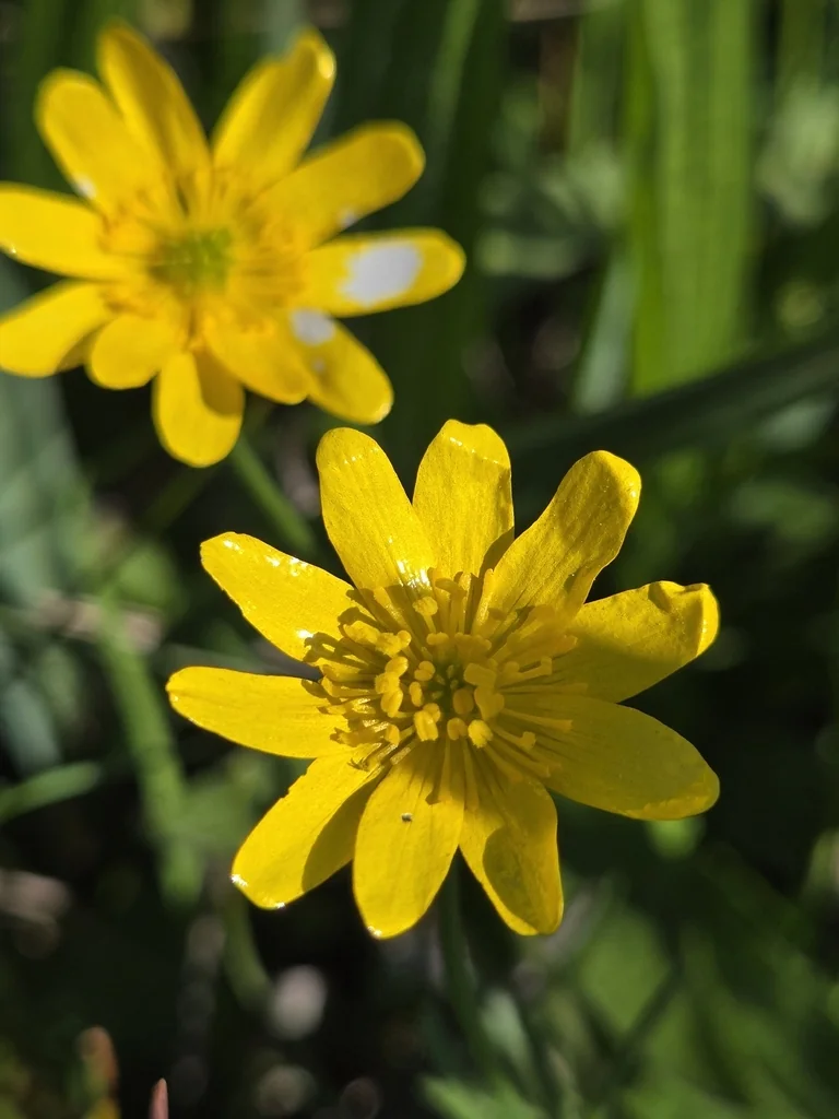 Ranunculus Californicus