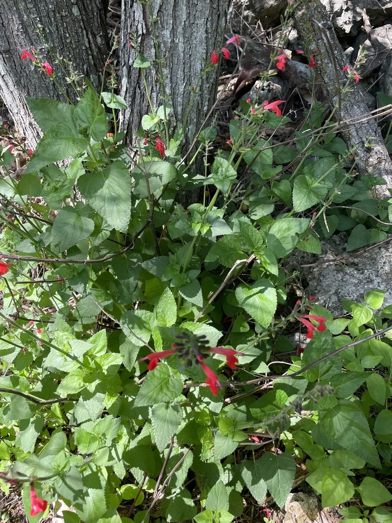 Salvia coccinea