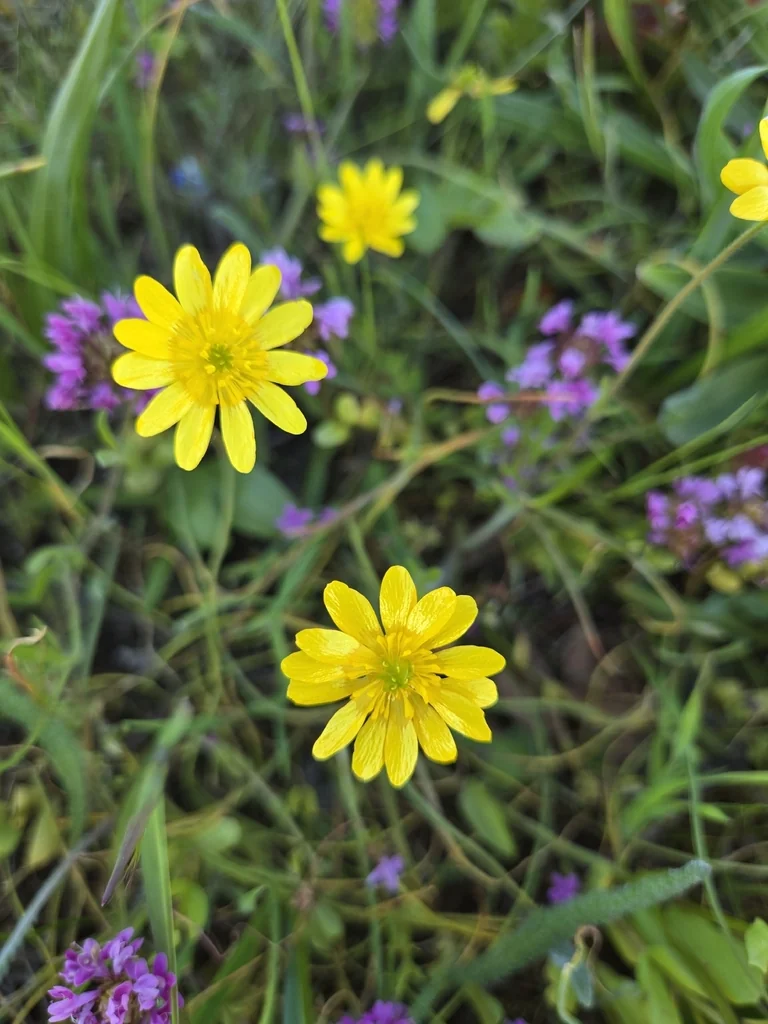 Ranunculus Californicus