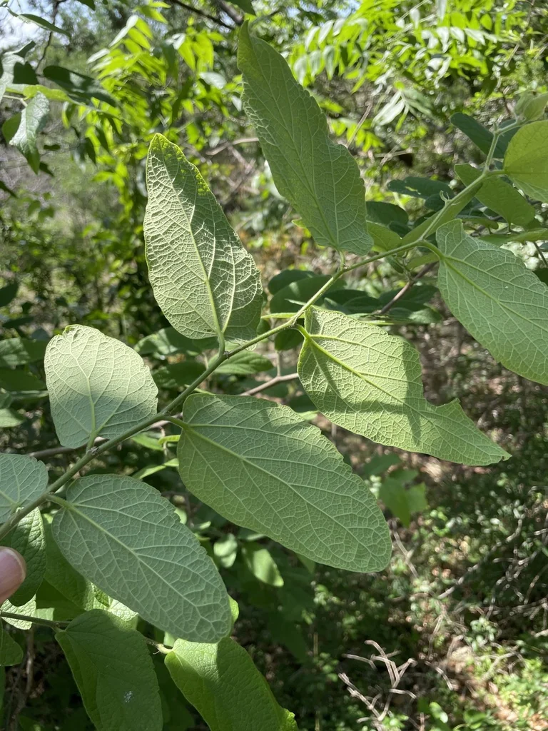 Celtis Reticulata