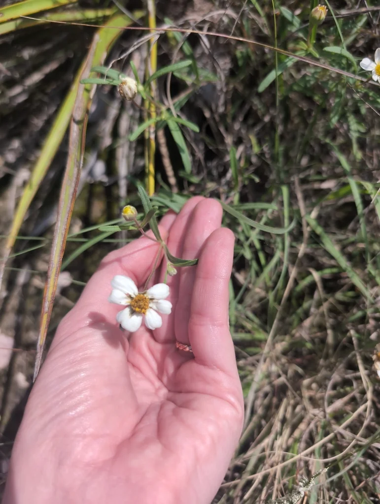 Melampodium Leucanthum